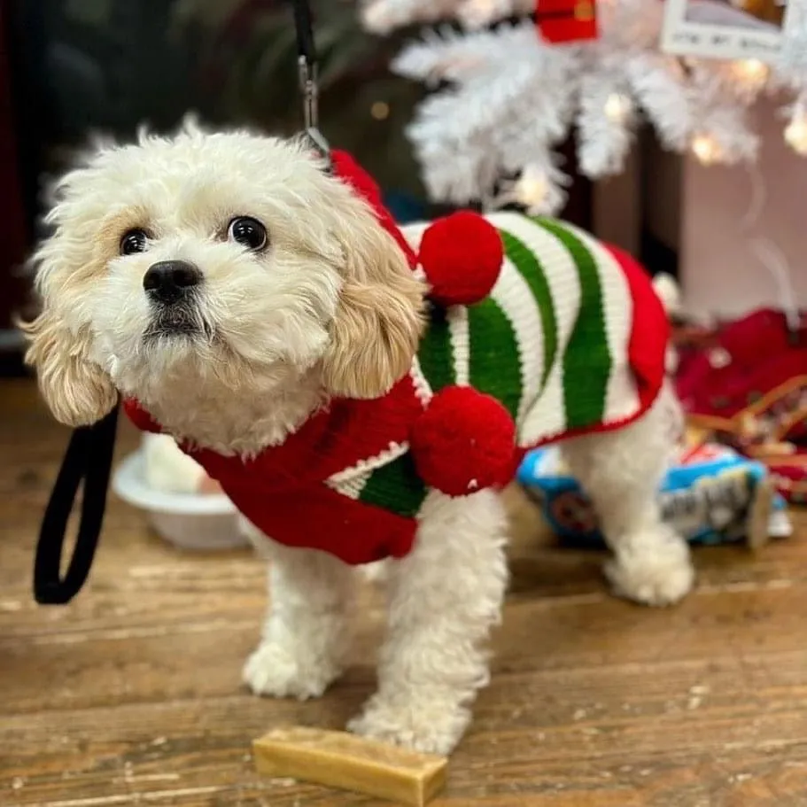 Chilly Dog Novelty Xmas Elf Sweater SALE